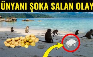 Vəhşi meymun kaloniyası ilə bağlı ŞOK FAKTLAR